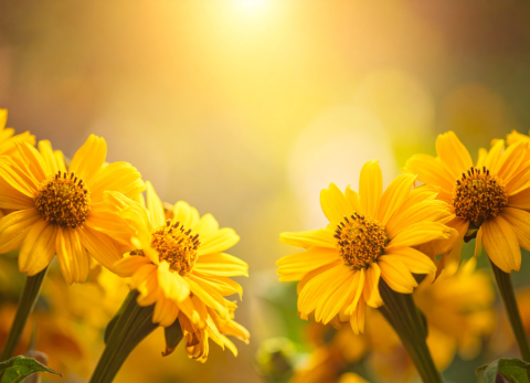 Flores amarillas en marzo: &iquest;cu&aacute;ndo regalarlas y cu&aacute;l es su significado especial?