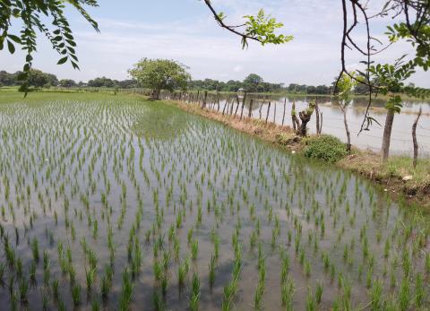 Invierno intenso golpea al arroz en Ecuador: p&eacute;rdidas y alerta en el sector agr&iacute;cola