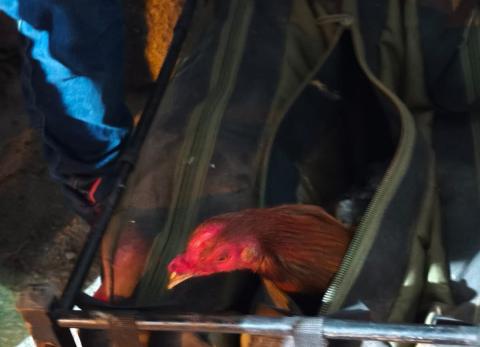 Rescatan 25 gallos tras operativo en gallera clandestina en Quito