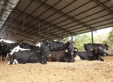 Ecuador: Sin repoblaci&oacute;n de ganado, peligra el futuro de la carne