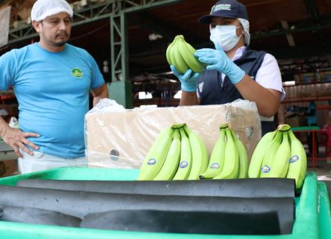 Banano ecuatoriano en EE. UU.: &iquest;bajar&aacute;n los precios tras el acuerdo comercial?