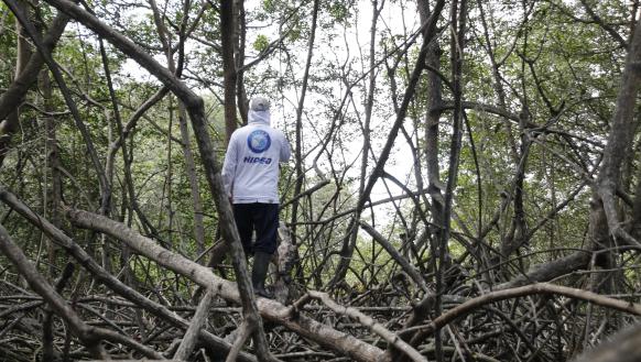 TALA DE MANGLE (15462881)