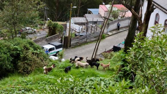 Manada de perros Quito