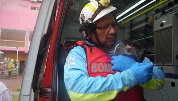 bomberos gato incendio Multicomercio 11 feb 26