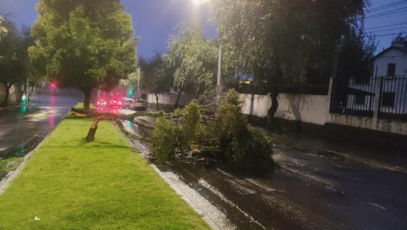 Caída de árboles Quito