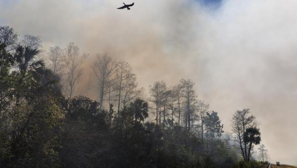 Parque Nacional Big Cypress,