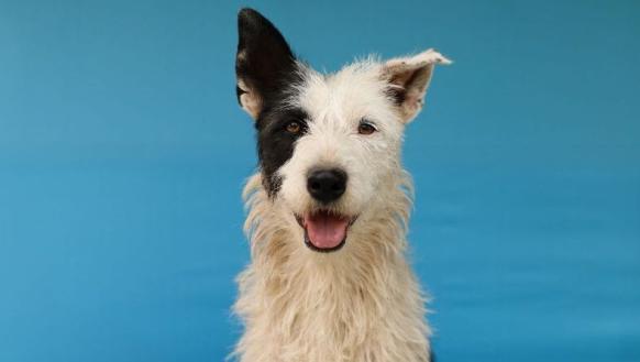 perritos en adopción en Quito