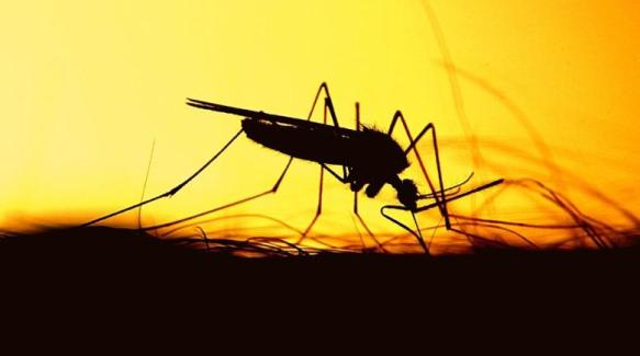 mosquito fiebre amarilla