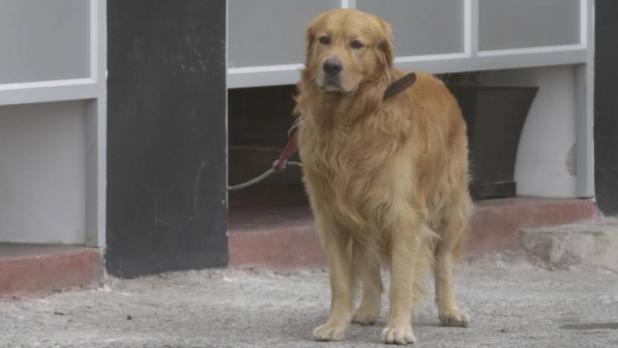 Coloso, el perro de Barcelona