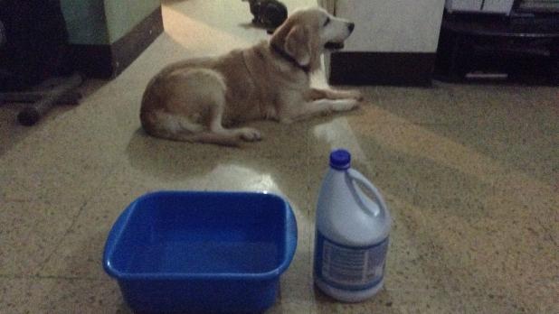 Mascotas-peligro-cloro-coronavirus