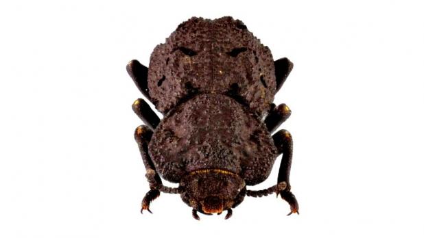 escarabajo-acorazado-diabolicus-creative-commons