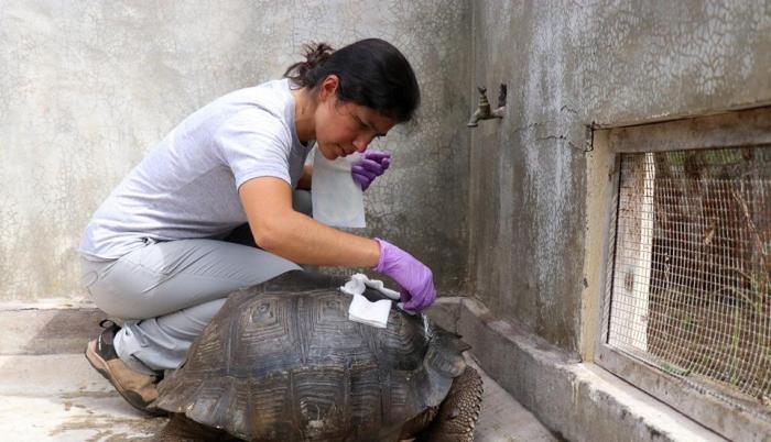 tortuga herida atropellamiento galápagos conductor