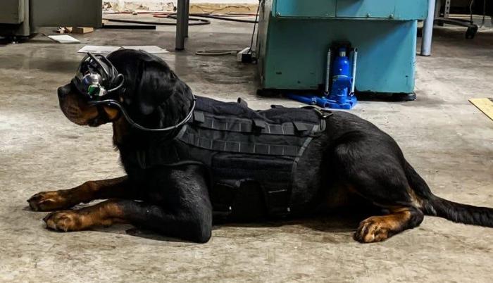 perros gafas ar ejercito eeuu