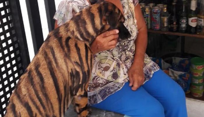 Imagen perro2