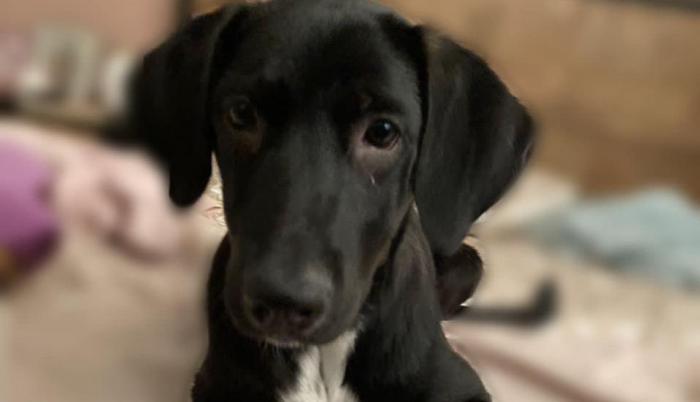 Perro