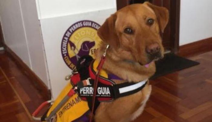 Perro guía