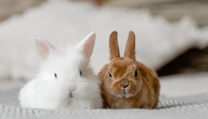 Conejos