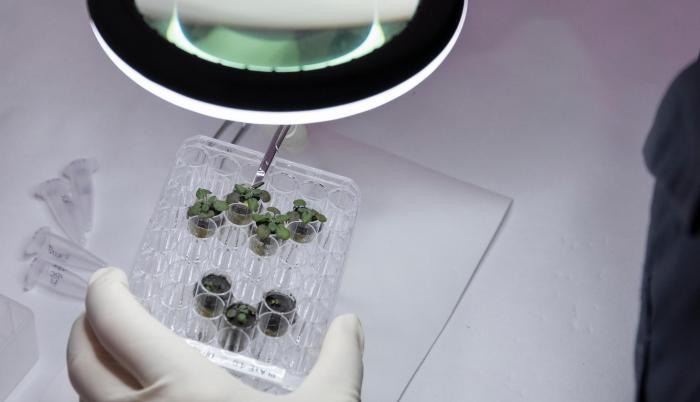 Un equipo estadounidense de científicos ha logrado por primera vez cultivar plantas en muestras de regolito lunar, lo que supone un avance de cara a hacer más autosuficientes las misiones espaciales en el futuro.