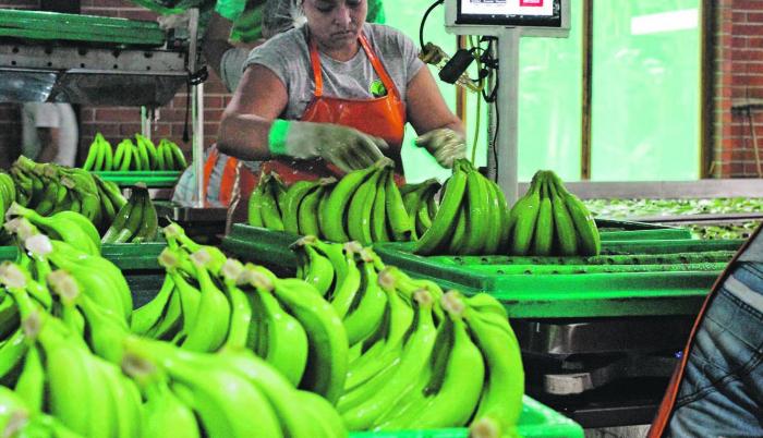 DE BANANO EN EL ECUADO (6037681)