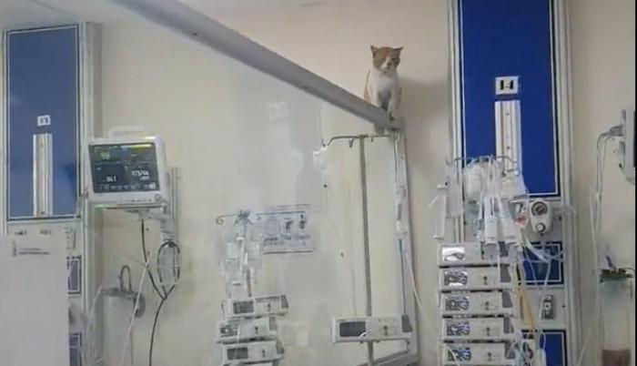 GATO EN UCI DEL TEODORO MALDONADO CARBO_1