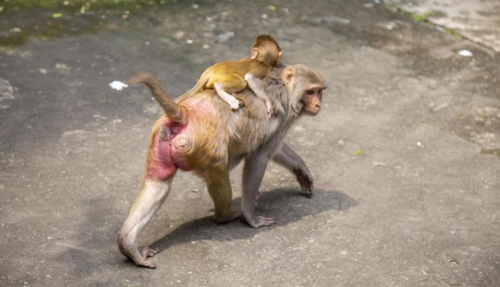 macacos