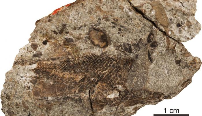 Cráneo y cintura escapular de Palaeoneiros clackorum.