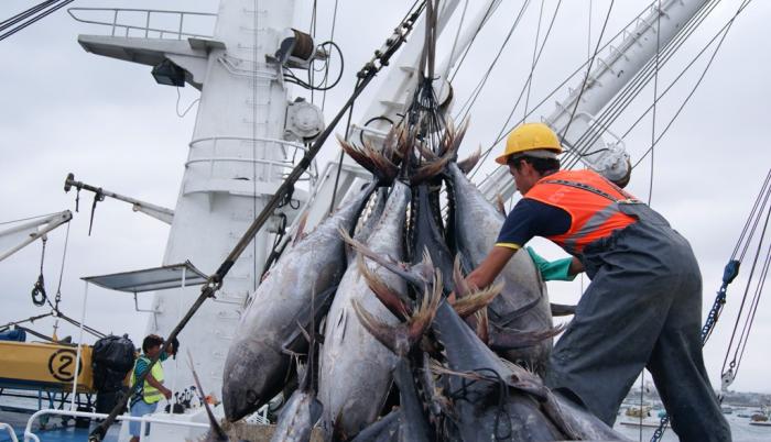 pesca atún malos precios