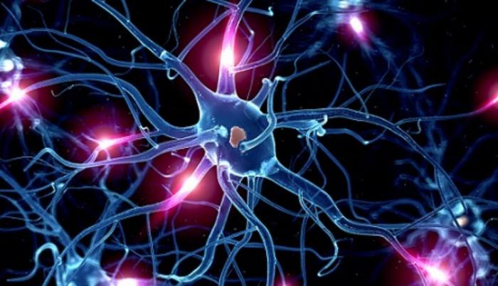 neuronas