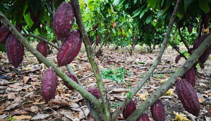 Cacao