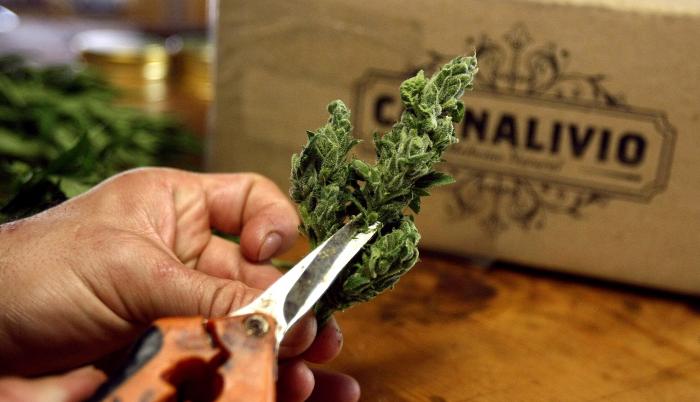 cannabis auge malogrado
