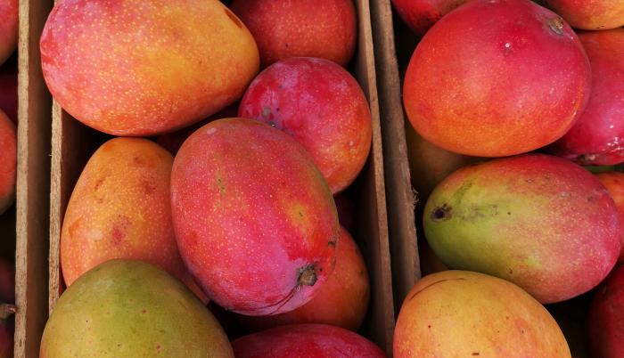 Temporada De Mangos Conoce Las Cuatro Variedades Más Vendidas 1314