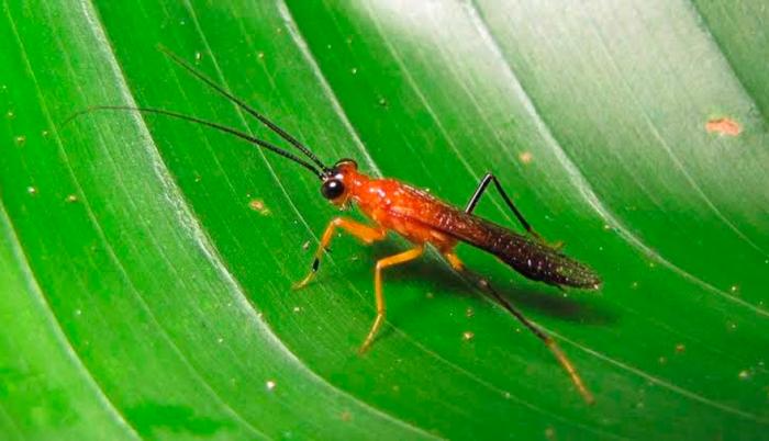 En la foto se aprecia a una mantis religiosa color anaranjado sobre una hoja.
