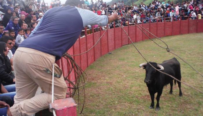 Toros