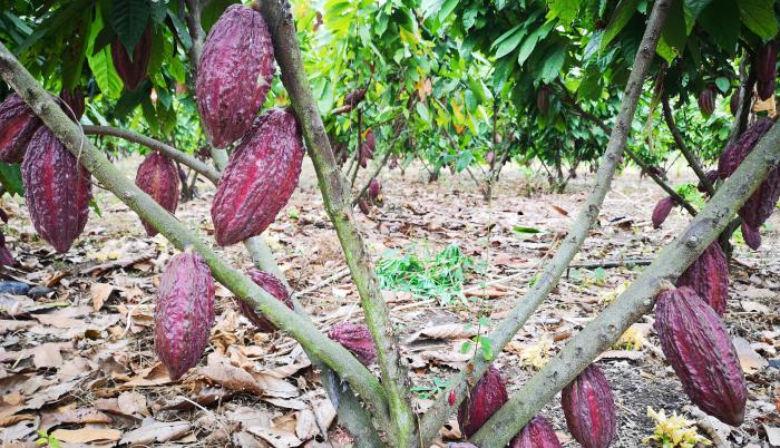 Cacao