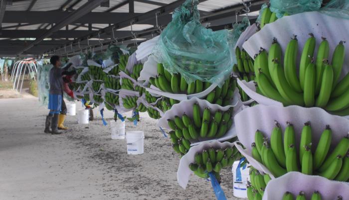 Bananas