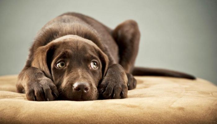 La organización Rescate Animal reportó 77 mascotas perdidas en fin de año.