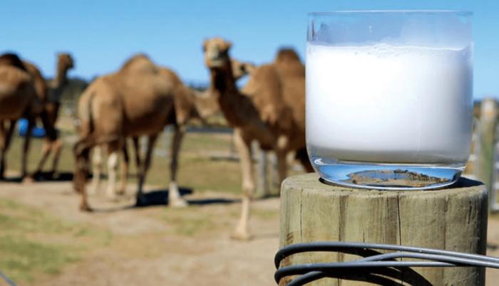 leche de camella