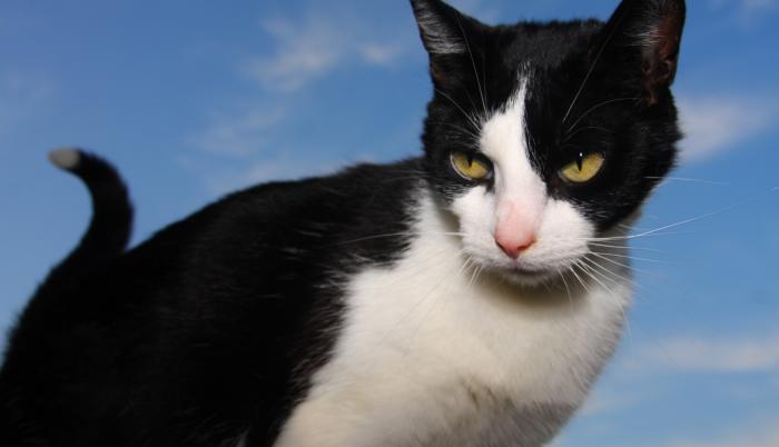 Gato negro video