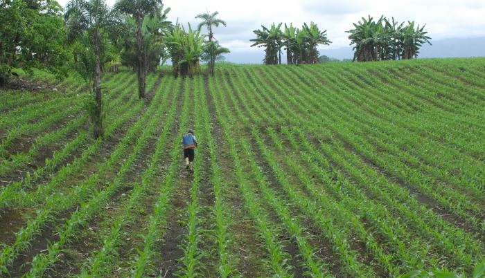 CULTIVO DE MAÍZ
