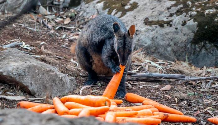 animales australia-2