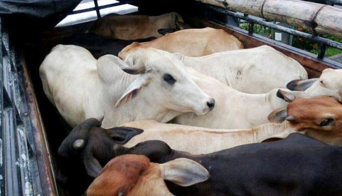vacas