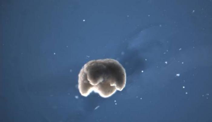 Ciencia