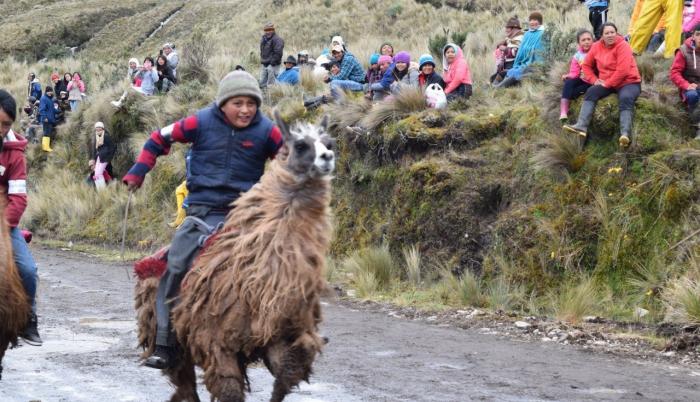 CARRERA DE LLAMAS