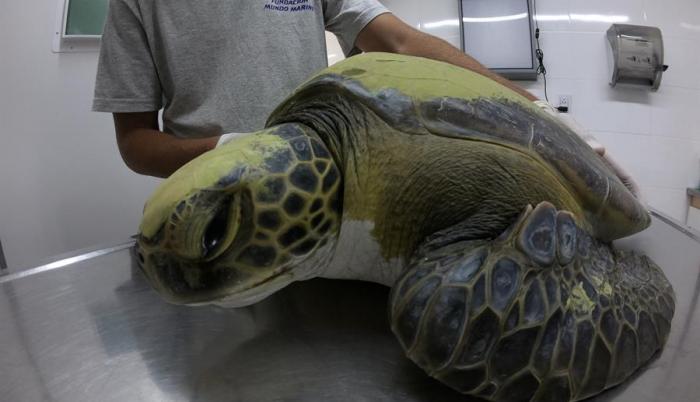tortuga-marina-plasticos-rescate-argentina