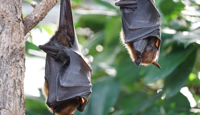 flying-foxes-2237209_1280