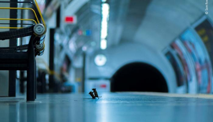 Wildlife Phtographer of the Year