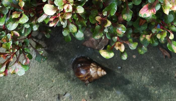 caracol vale