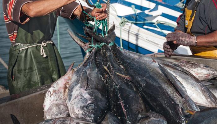 pesca
