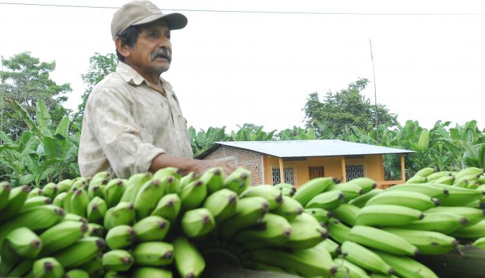 Plátano