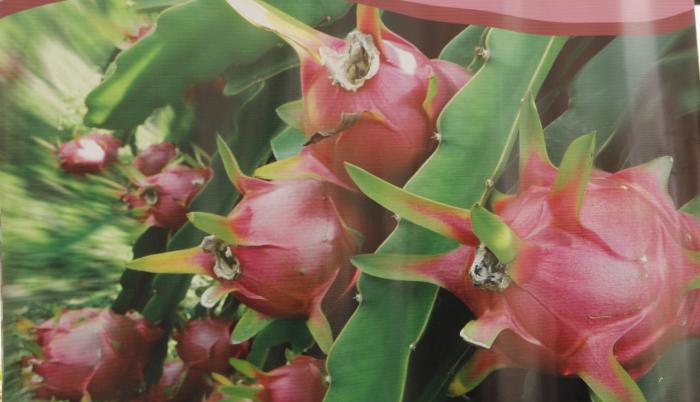 Pitahaya